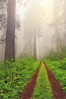 Abandoned: Old roadway through foggy redwood forest, Redwood
