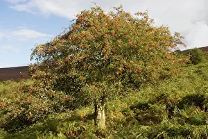 Beacon: Old rowan tree on the slopes of Dunkery Beacon