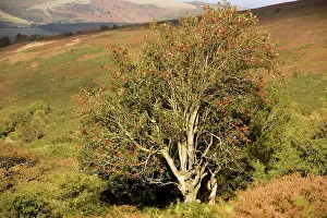 Beacon: Old rowan tree on the slopes of Dunkery Beacon