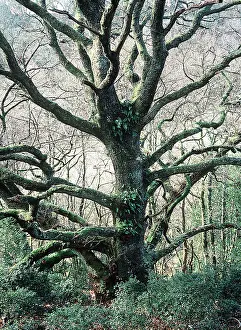 Sessile: Old Sessile OAK - covered with epiphytes