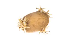Roots: Old sprouted potato against a white background