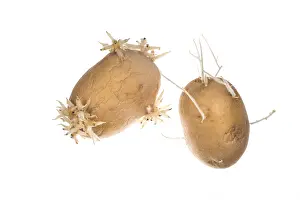 Roots: Two old sprouted potato against a white background