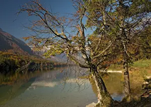 Hornbeam: Old stunted hornbeam tree by Lake Bohinj in autumn