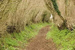 Sunken: Old sunken lane in the ancient countryside of West