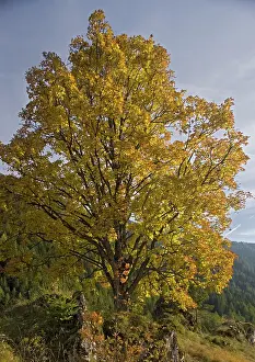 Dolomite: Old Sycamore tree in autumn colour