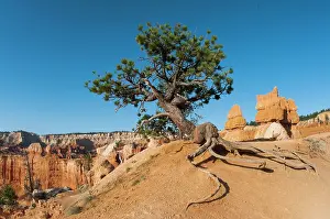 Discoveries: Old Tree with roots discoveries for erosion