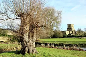 Northleach: Old Tree Stump