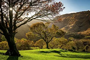 Irish: Old trees in autumnal landscape, Gleninchaquin Park