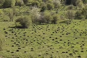 Croatian: Old unspoilt pasture studded with anthills, in the