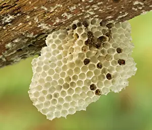 Cells: Old Wasps Nest underneath fallen branch