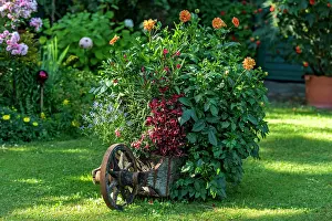 Traditions: Old wheelbarrow planted with flowers in a cottage