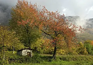 Cherries: Old wild sweet cherry tree / Gean - in autumn