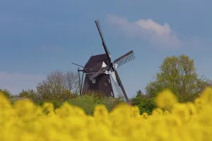 Windmill: Old windmill of Lemkenhafen - Island of Fehmarn