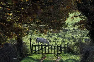 Charolaises: Old wooden fence and a Charolais in meadow France