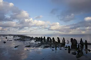 Terschelling: Old wooden seawall at low tide in the Wadden Sea