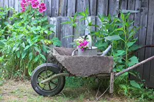 Wheelbarrow: Old wooden wheelbarrow in a garden, hollyhocks and