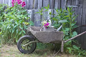 051218: Old wooden wheelbarrow in a garden, hollyhocks and