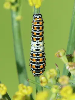 Foeniculum: Old World Swallowtail