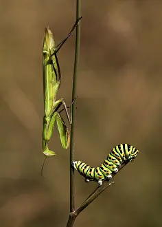 Encounter: Old World Swallowtail