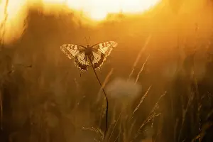 Dorsal: Old World Swallowtail