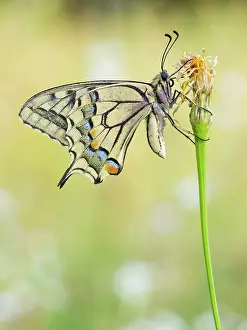 Machaon: Old World Swallowtail