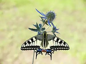 Machaon: Old World Swallowtail