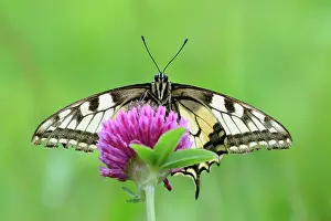 Trifolium: Old World Swallowtail