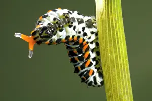 Machaon: Old World Swallowtail