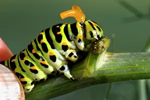 Machaon: Old World Swallowtail