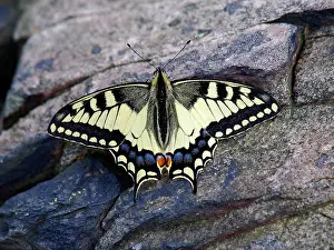 Machaon: Old-World Swallowtail Butterfly