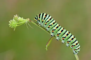 Machaon: Old World Swallowtail Caterpillar after eating