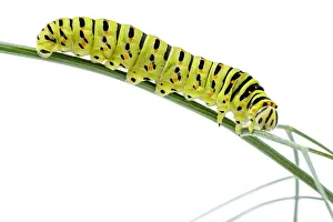 Swallowtails: Old World Swallowtail - caterpillar on white background