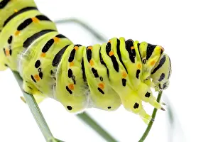 Swallowtails: Old World Swallowtail - caterpillar on white background