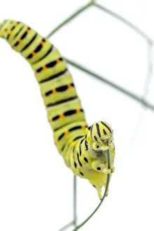 Swallowtails: Old World Swallowtail - caterpillar on white background