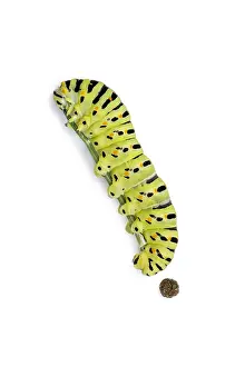 Swallowtails: Old World Swallowtail - caterpillar on white background