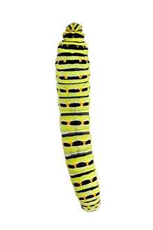Swallowtails: Old World Swallowtail - caterpillar on white background