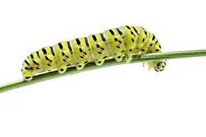 Swallowtails: Old World Swallowtail - caterpillar on white background