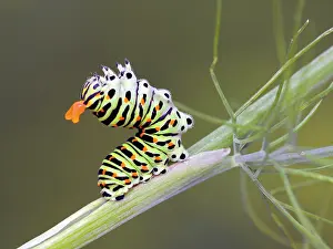 Machaon: Old World Swallowtail (Papilio machaon)