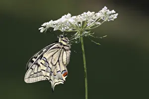 Carrot: Old world Swallowtail (Papilio machaon) butterf