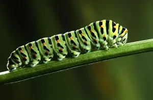 Machaon: Old World Swallowtail (Papilio machaon) caterpi