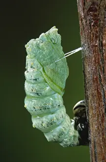 Pupa: Old World Swallowtail (Papilio machaon) chrysal