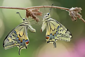 Antennata: Old World Swallowtail (Papilio machaon) after mating
