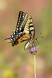 Foraged: Old World Swallowtail (Papilio machaon) Posed with