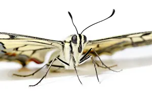 Swallowtails: Old World Swallowtail - on white background - Galicia