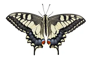 Swallowtails: Old World Swallowtail - on white background - Galicia