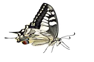 Swallowtails: Old World Swallowtail - on white background - Galicia