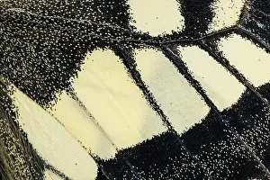 Swallowtails: Old World Swallowtail - wings detail - Galicia, Spain