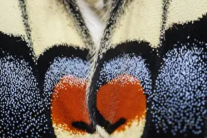 Swallowtails: Old World Swallowtail - wings detail - Galicia, Spain