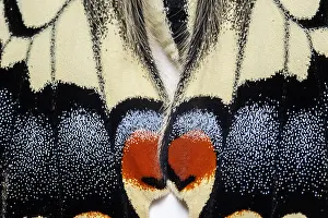 Swallowtails: Old World Swallowtail - wings detail - Galicia, Spain