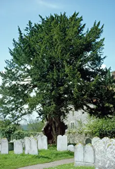 Churchyard: OLD YEW